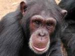 Tacugama Chimpanzee Sanctuary